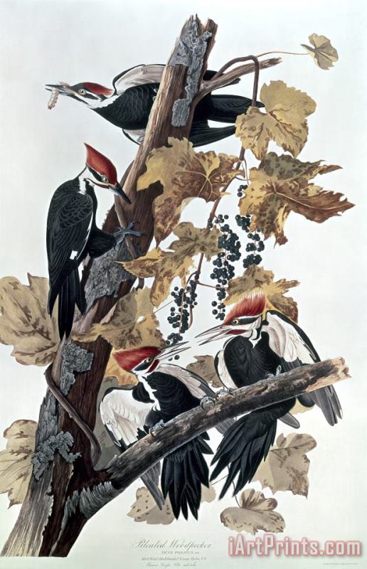 John James Audubon Pileated Woodpeckers Art Print