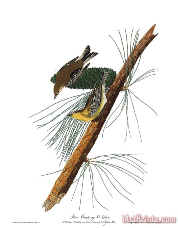Pine Creeping Warbler painting - John James Audubon Pine Creeping Warbler Art Print