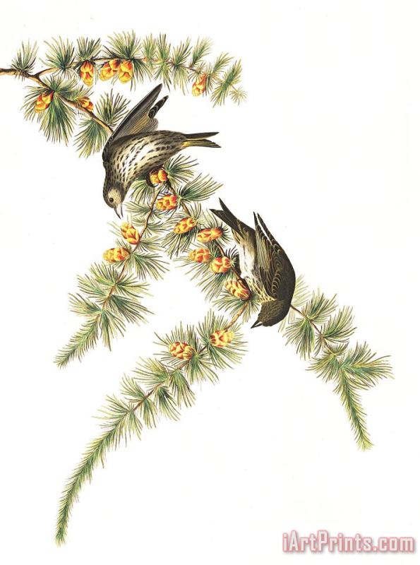 Pine Finch painting - John James Audubon Pine Finch Art Print