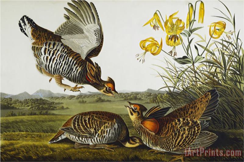 John James Audubon Pinnated Grouse Greater Prairie Chicken Tympanuchus Cupido From The Birds of America Art Painting