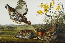 John James Audubon Pinnated Grouse Greater Prairie Chicken Tympanuchus Cupido From The Birds of America