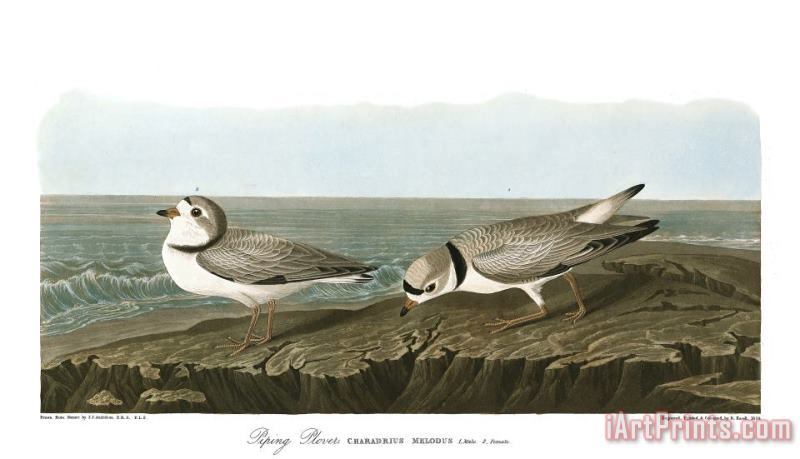 John James Audubon Piping Plover Art Painting