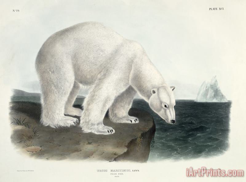 Polar Bear painting - John James Audubon Polar Bear Art Print