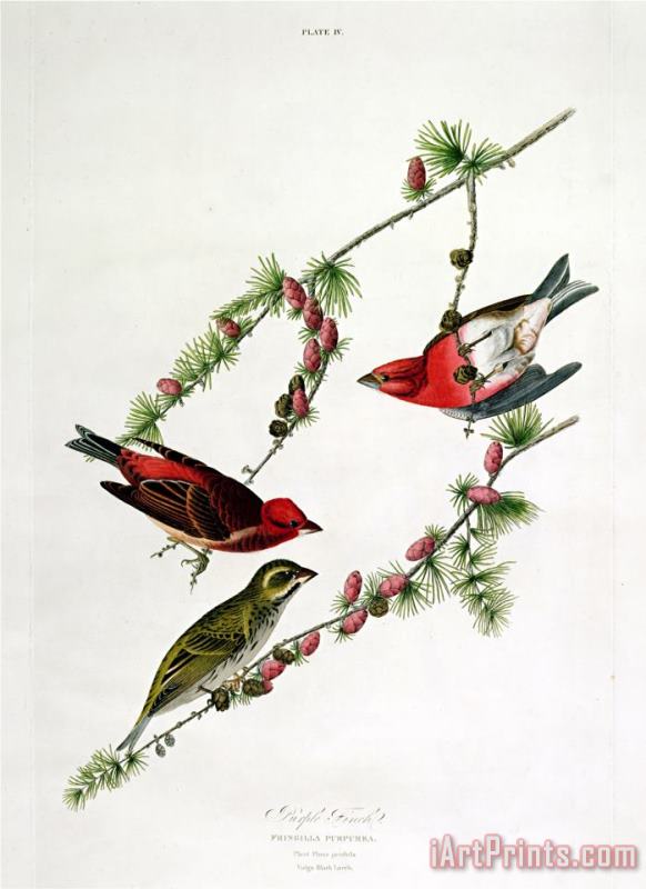 John James Audubon Purple Finch From Birds of America Art Painting