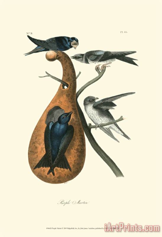 John James Audubon Purple Martin Art Print