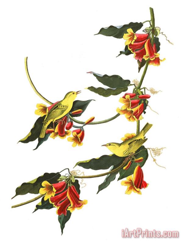 John James Audubon Rathbone Warbler Art Painting