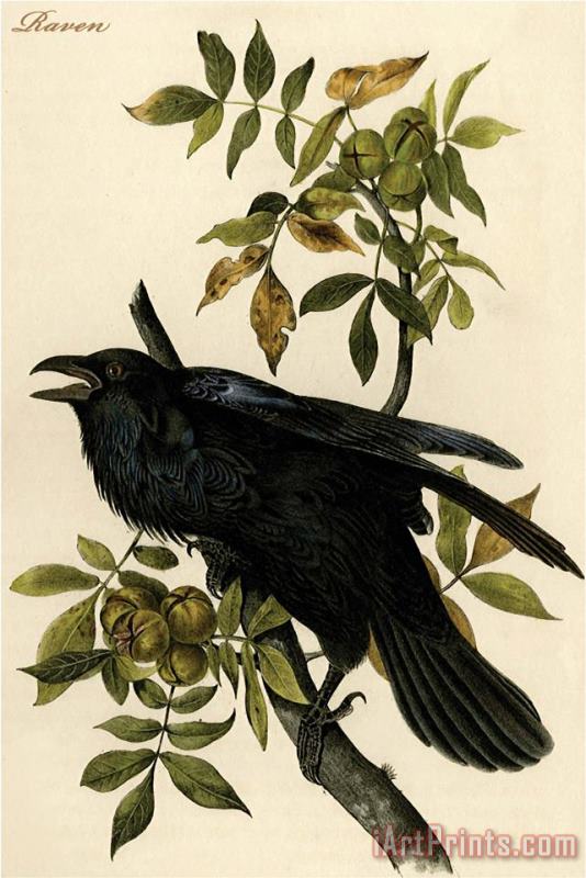 Raven painting - John James Audubon Raven Art Print