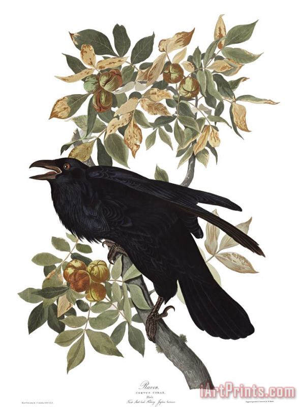 John James Audubon Raven Art Print