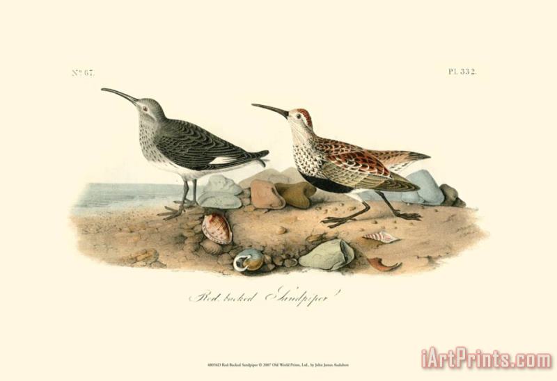 John James Audubon Red Backed Sandpiper Art Print