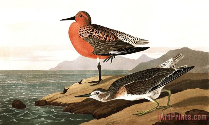 John James Audubon Red Breasted Sandpiper Art Painting