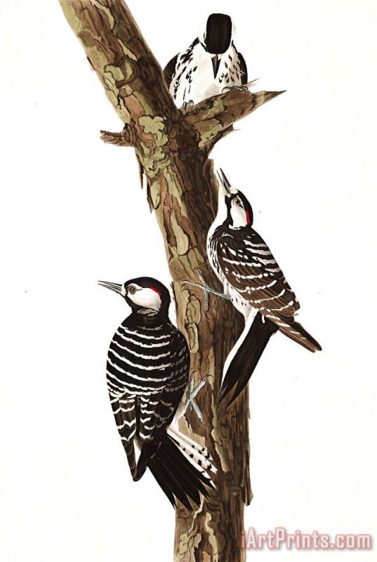 John James Audubon Red Cockaded Woodpecker Art Painting