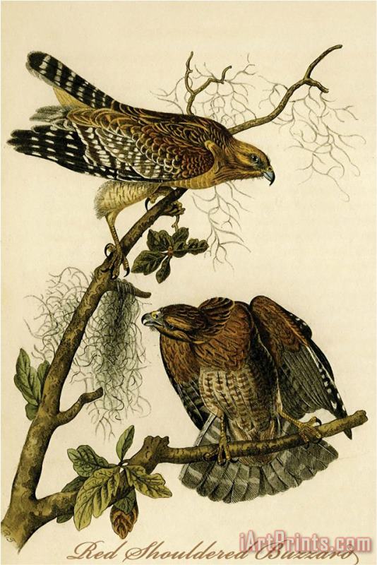Red Shouldered Buzzard painting - John James Audubon Red Shouldered Buzzard Art Print