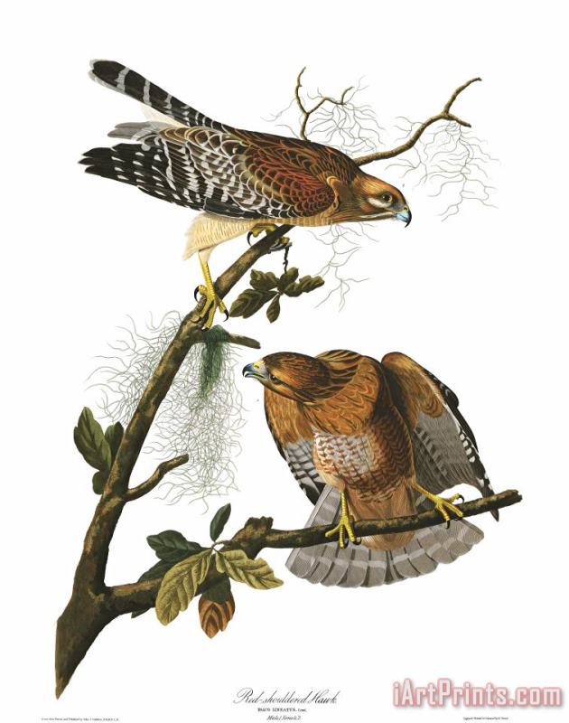 John James Audubon Red Shouldered Hawk Art Painting