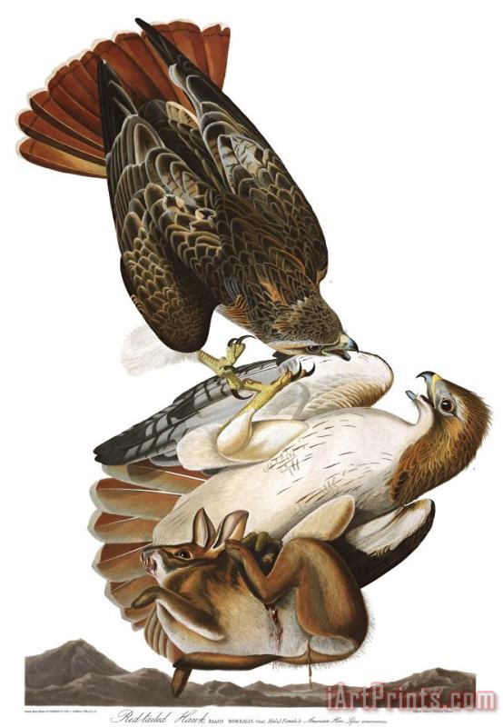Red Tailed Hawk painting - John James Audubon Red Tailed Hawk Art Print