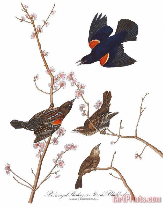 John James Audubon Red Winged Starling, Or Marsh Blackbird Art Painting