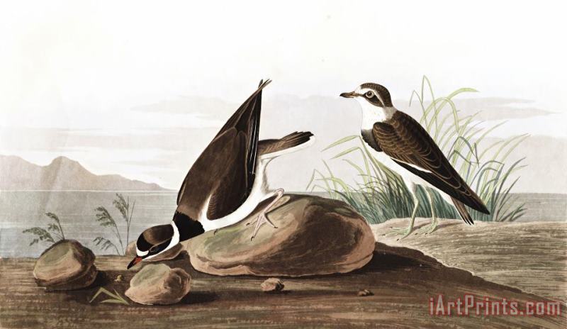 Ring Plover painting - John James Audubon Ring Plover Art Print