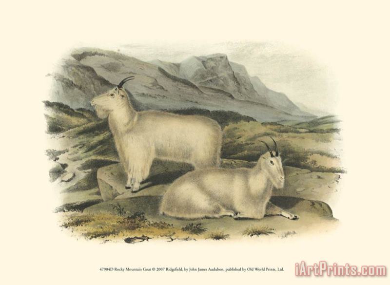 John James Audubon Rocky Mountain Goat Art Print