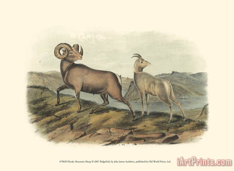 Rocky Mountain Sheep painting - John James Audubon Rocky Mountain Sheep Art Print