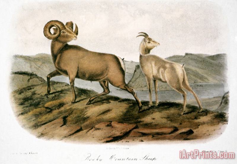 Rocky Mountain Sheep 1846 painting - John James Audubon Rocky Mountain Sheep 1846 Art Print