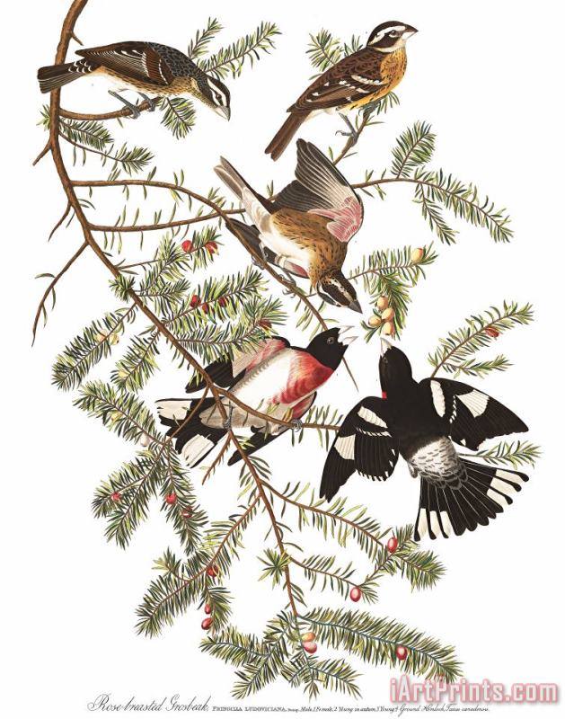 John James Audubon Rose Breasted Grosbeak Art Print
