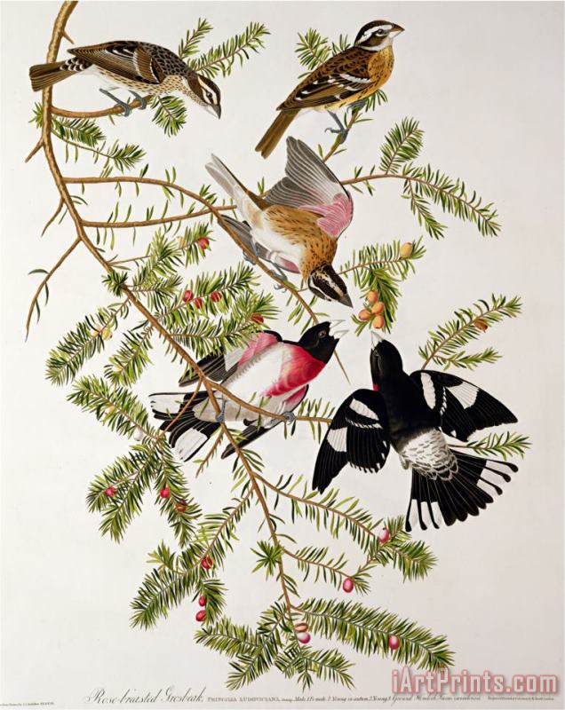 John James Audubon Rose Breasted Grosbeak From Birds of America Art Painting