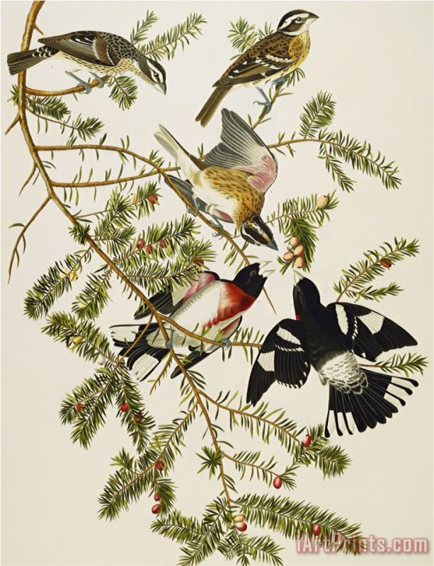 John James Audubon Rose Breasted Grosbeak Pheuticus Ludovicianus Plate Cxxvii From The Birds of America Art Print