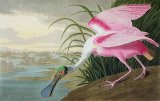 Roseate Spoonbill by John James Audubon