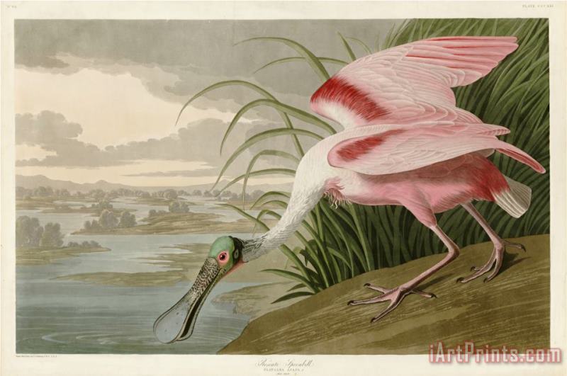John James Audubon Roseate Spoonbill Art Painting