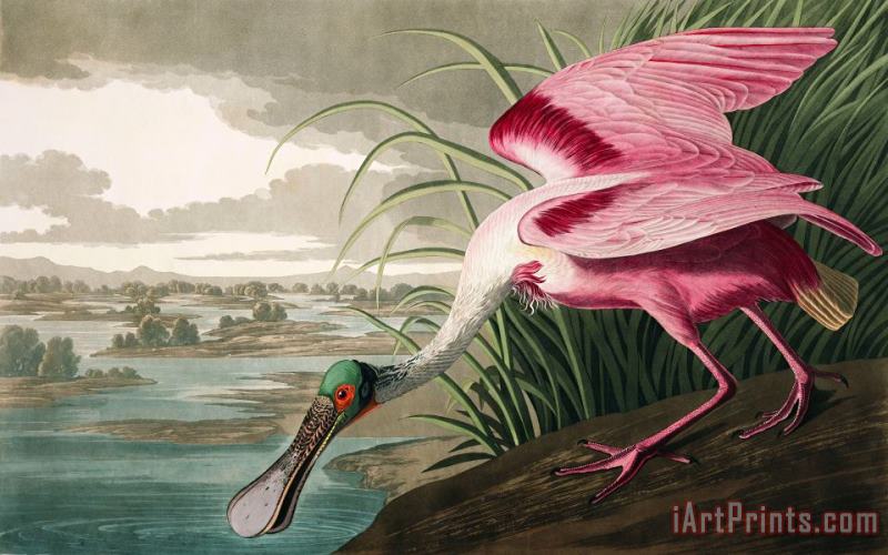 John James Audubon Roseate Spoonbill Art Painting