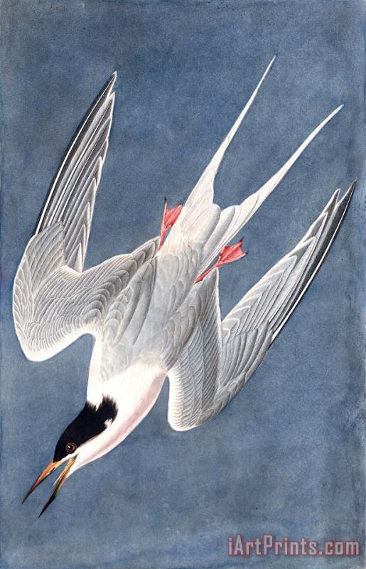 John James Audubon Roseate Tern Art Print