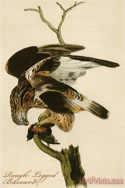 Rough Legged Buzzard painting - John James Audubon Rough Legged Buzzard Art Print
