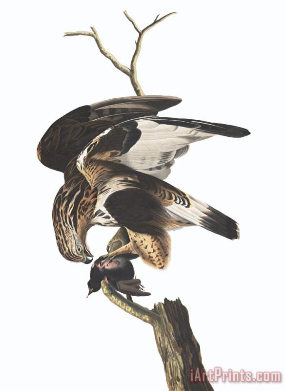 John James Audubon Rough Legged Falcon Art Painting