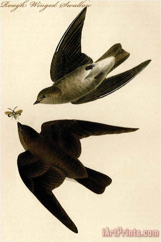 John James Audubon Rough Winged Swallow Art Painting