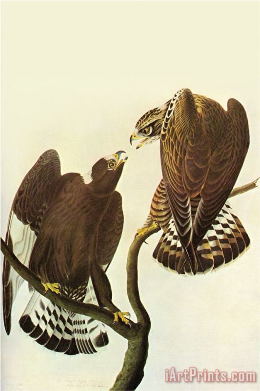 John James Audubon Roughlegged Hawk Art Painting