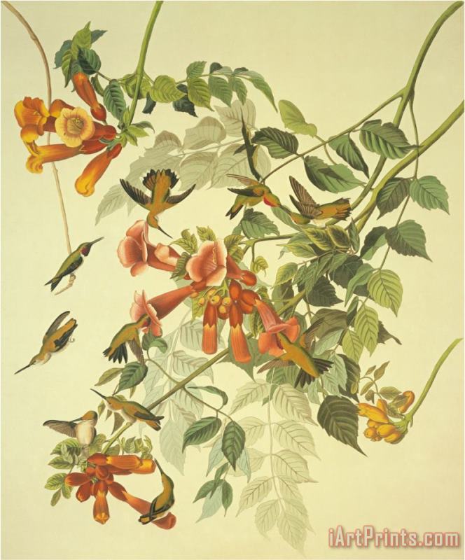 John James Audubon Ruby Throated Hummingbird Art Painting