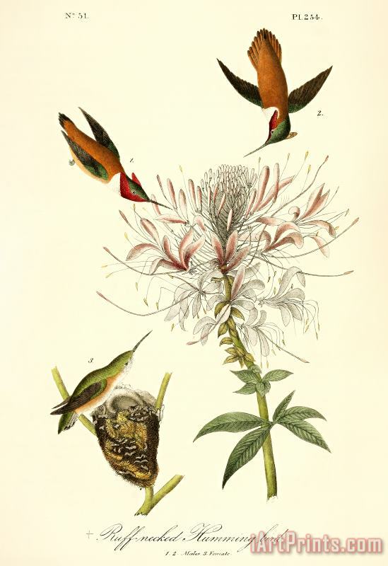John James Audubon Ruff Neck Hummingbird Art Painting