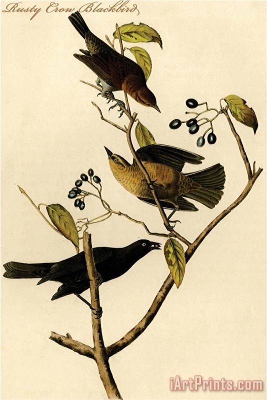 John James Audubon Rusty Crow Blackbird Art Painting