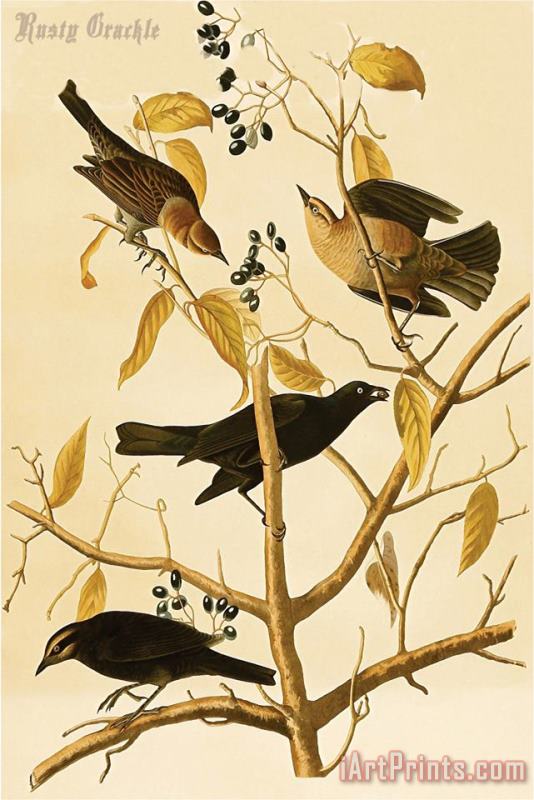 John James Audubon Rusty Grackle Art Print