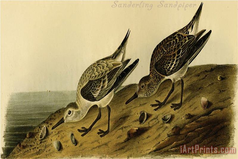 John James Audubon Sanderling Sandpiper Art Print