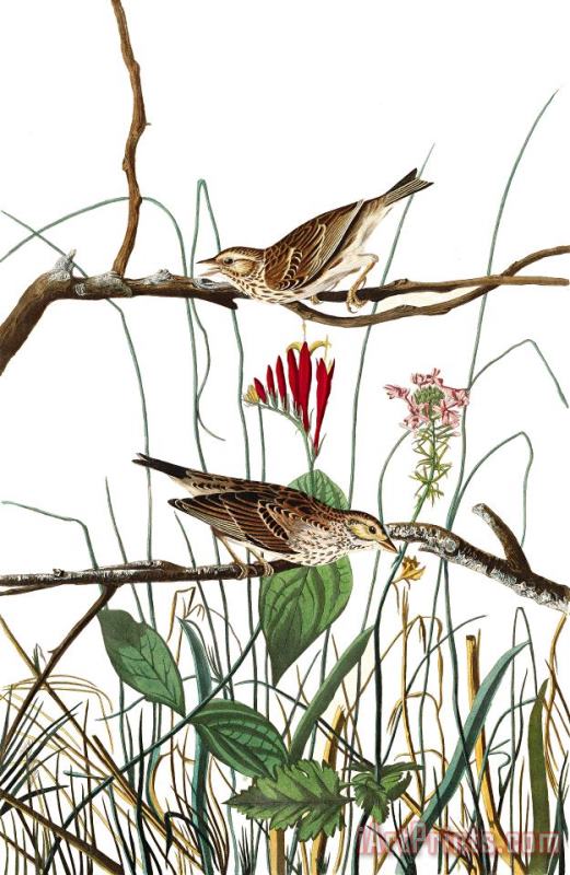 John James Audubon Savannah Finch Art Painting