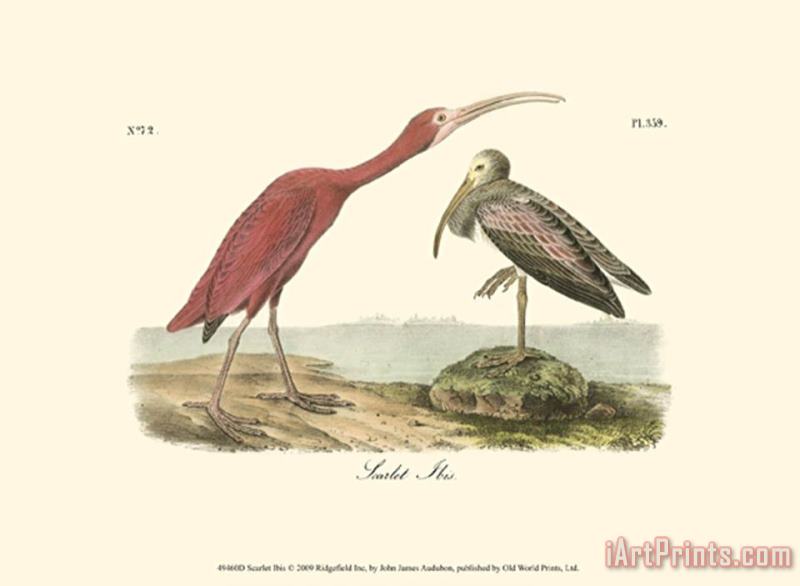 Scarlet Ibis painting - John James Audubon Scarlet Ibis Art Print