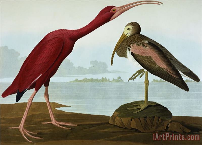 John James Audubon Scarlet Ibis Eudocimus Ruber Plate Cccxcvii From The Birds of America Art Painting