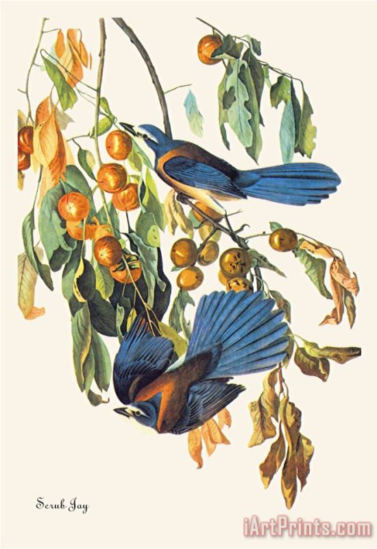 Scrub Jay painting - John James Audubon Scrub Jay Art Print