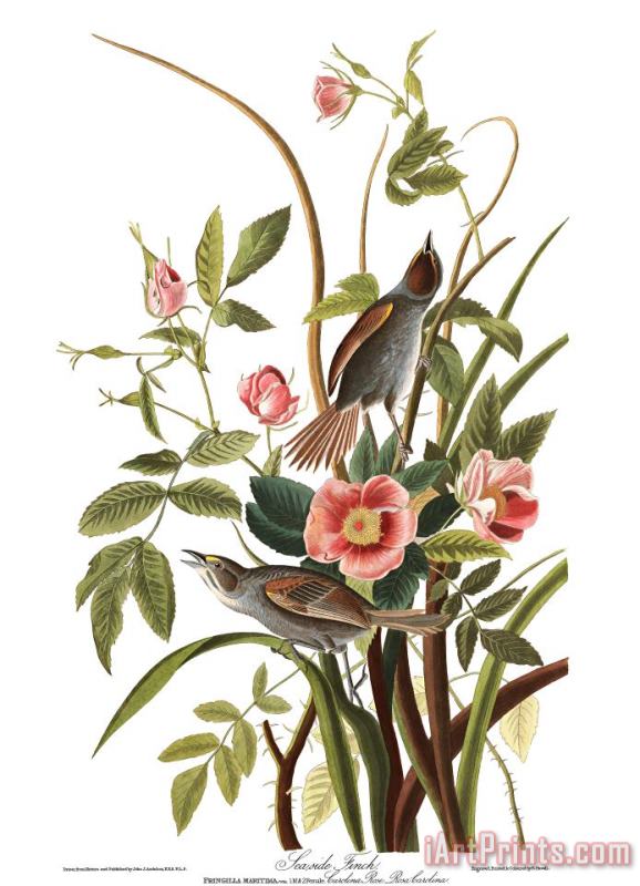 John James Audubon Sea Side Finch Art Painting
