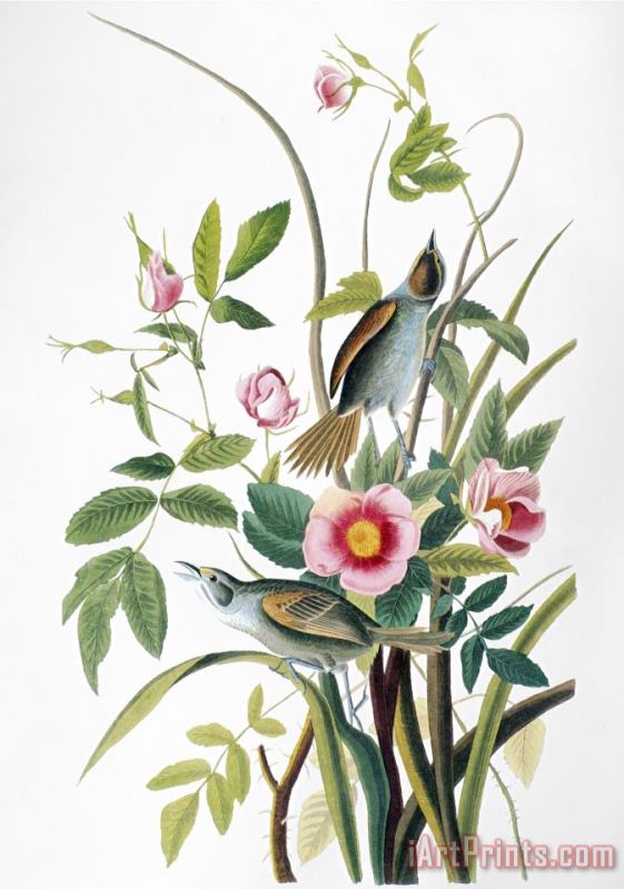 John James Audubon Seaside Sparrow 1858 Art Painting