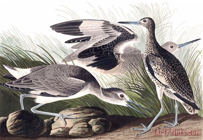 John James Audubon Semipalmated Snipe, Or Willet Art Print