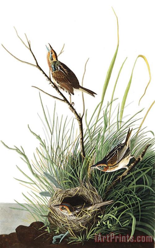 John James Audubon Sharp Tailed Finch Art Painting