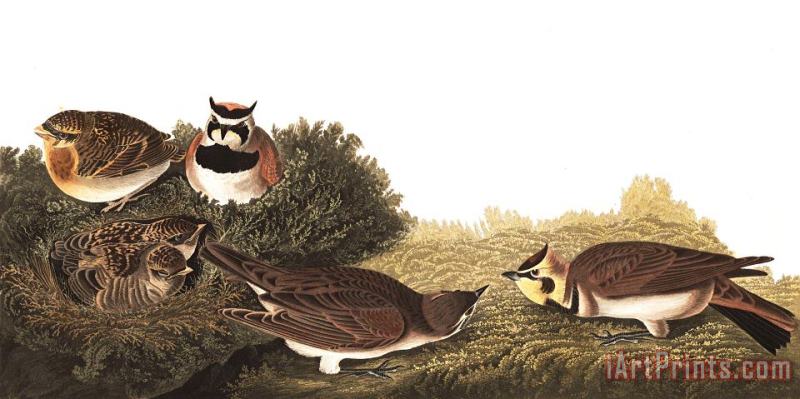 Shore Lark painting - John James Audubon Shore Lark Art Print