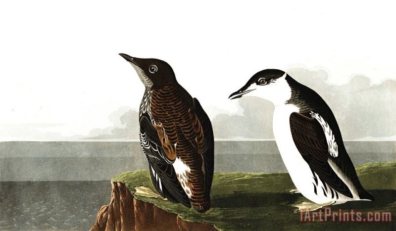 Slender Billed Guillemot painting - John James Audubon Slender Billed Guillemot Art Print
