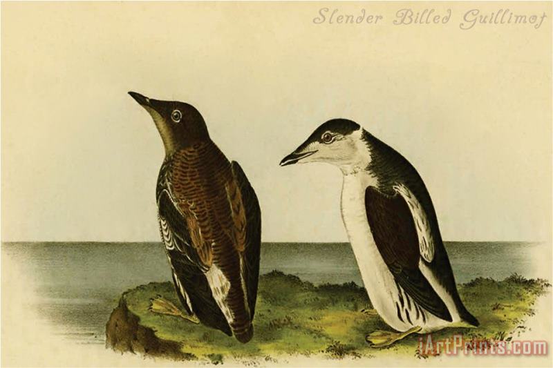 Slender Billed Guillimot painting - John James Audubon Slender Billed Guillimot Art Print